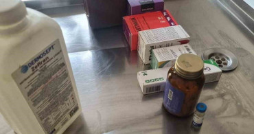 Bilecik'teki Barınakta Hayvanların Durumu İçler Acısı