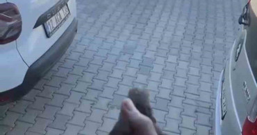 Bingöl'de apartman boşluğuna düşen sığırcık kuşu kurtarıldı