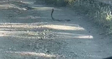 Bingöl'de iki yılanın nadir çiftleşme dansı görüntülendi