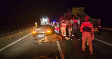 Bingöl'de otomobil ineklere çarptı, 2 kişi yaralandı