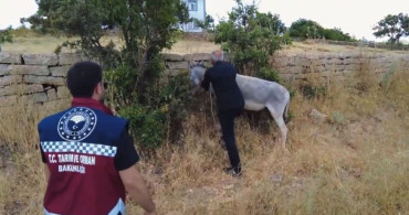 Bingöl'de sahipsiz 68 hayvan toplandı