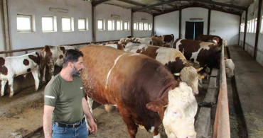Bingöl'de 'Tosun Paşa' 450 Bin Liraya Satıldı