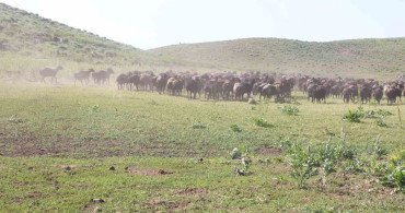 Bingöl'deki yaylalar artık hayvancılığın merkezi haline geldi