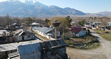 Binkoç Köyü'nde Leylekler Kışı Geçiriyor