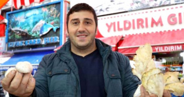 Bir Kez Tadan Vazgeçemiyor, Kültür Mantarı Yerini Ona Bırakıyor 