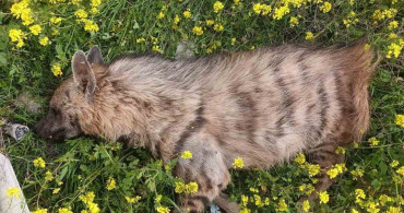 Birecik’te Çizgili Anadolu Sırtlanı Araç Çarpması Sonucu Hayatını Kaybetti