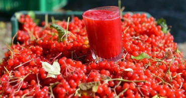 Böbrek Taşının Gerçek Düşmanı Gilaburu