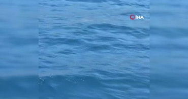 Bodrum'da açık denizde yunus sürprizi