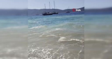 Bodrum'da deniz kirliliği: Başsavcılık soruşturma başlattı