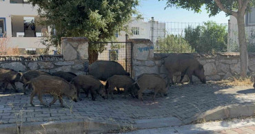 Bodrum'da gündüz vakti domuz sürüsü mahalleye indi