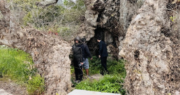 Bodrum'da Koruma Altına Alınacak Dev Çınar