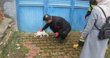Bodrumda Mahsur Kalan Kedi İtfaiye Ekiplerince Kurtarıldı