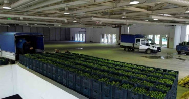 Bodrum'da Mandalina Üretimi 5 Milyon TL Kazandırdı