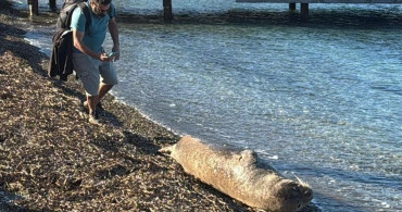 Bodrum'da Nesli Tehlike Altında Olan Akdeniz Foku Görüntülendi