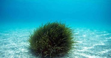 Bodrum'un su altı ekosisteminin haritalama çalışmaları devam ediyor