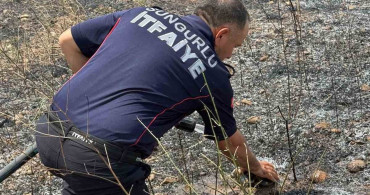 Boğazkale'de yangında kurtarılan kaplumbağa serinletildi