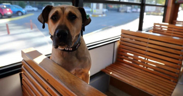 Boji Köpek Nerede, Boji Ne Demek?