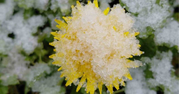 Bolu'da Bahar Çiçekleri Karla Kaplandı