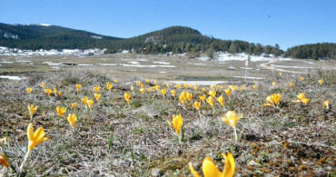 Bolu'da Baharın Belirgin Sembolleri Çiğdemler