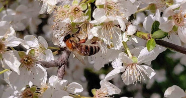 Bolu'da Baharın Gelmesiyle Arılar Aktifleşti