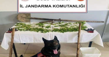 Bolu'da Kenevir Operasyonu: Şüpheli Tutuklandı