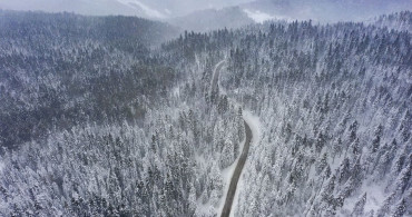 Bolu'da Kış Manzarası: Karla Kaplı Çam Ağaçları