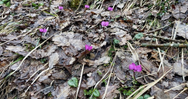Bolu'da Kış ve İlkbaharın Mükemmel Buluşması