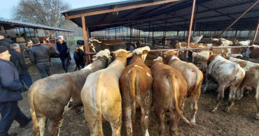 Bolu'da Kurban Pazarlarında Yoğunluk Artıyor