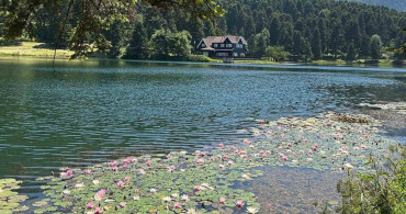 Bolu'da nilüfer çiçeği koparmanın cezası 699 bin 197 lira