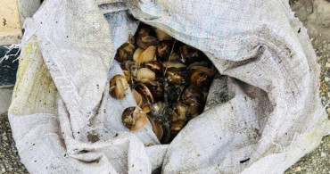 Bolu'da Salyangoz Kaçakçılığına Ceza