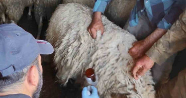 Bolvadin'de küçükbaş hayvanlara yönelik aşılama ve küpeleme çalışması