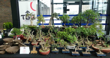 Bonsai Sanatının Büyüsü: Kocaeli'deki Eserler 1 Milyon TL'ye Ulaşıyor