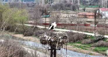 Boyabat'ta Leylekler Baharın Müjdecisi Olarak Geri Döndü