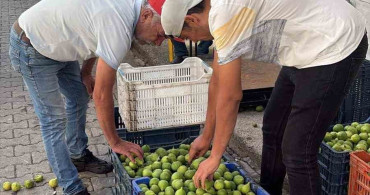 Bozdoğan ileği kalitesiyle üreticilerin ilk tercihi arasında