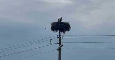 Bozdoğan’da Baharın Müjdecisi Leylekler Geri Döndü
