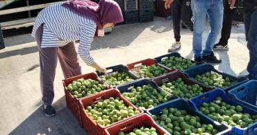 Bozdoğan'da ilek denetimleri aralıksız sürüyor