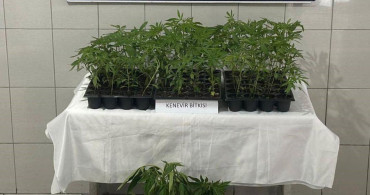 Bozdoğan’da Uyuşturucu İle Mücadele: 174 Kök Kenevir Ele Geçirildi