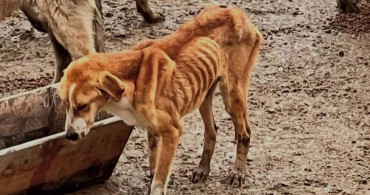 Bozüyük'te Şok Edici Görüntüler: Aç Köpekler Birbirini Yedi