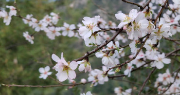 Bucak'ta Badem Ağaçları Şubat Ayında Çiçek Açtı