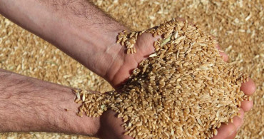 Buğday ve arpa destekleri ne zaman yatacak? Çiftçiye verilen destek ödemeleri ne zaman yatacak? Çiftçiye verilen destek ödemeleri kaç lira oldu, nasıl hesaplanır?