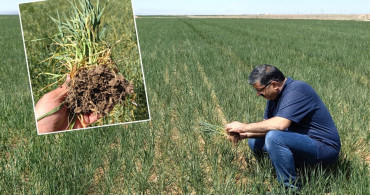 Buğdayın ana vatanında kriz: 10-15 günlük süre kaldı