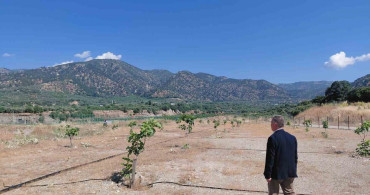 Buharkent’te İlek Bahçeleri İçin Bakım Çalışmaları Devam Ediyor