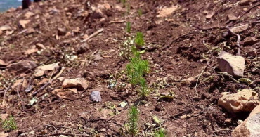 Buldan’da ormanlar için kalıcı çalışmalar başladı