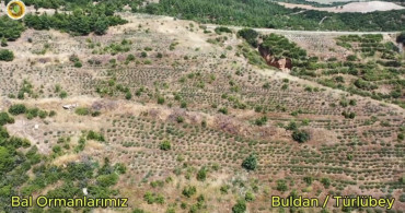 Buldan'da yangının ardından bal ormanı kuruluyor