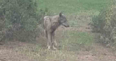 Buldan'da Yeniden Kurt Görüntülendi