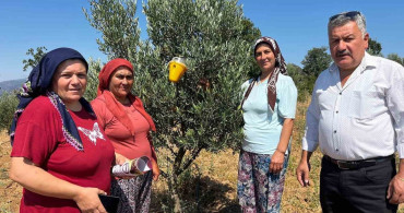 Buldan'da zeytin sineğine karşı fenomen tuzak dağıtımı gerçekleştirildi