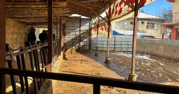 Burdur'da Elektrik Kaçağı Nedeniyle 14 Büyükbaş Hayvan Telef Oldu