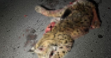 Burdur'da Koruma Altındaki Vaşak Trafik Kazasında Hayatını Kaybetti