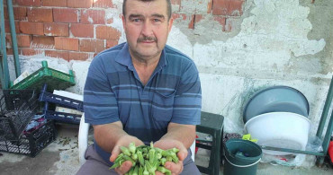 Burhaniye’de bamya fiyatları yükseldi, üreticiler kazanç sağladı