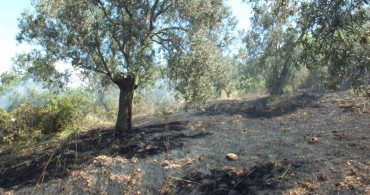 Burhaniye'de zeytinlik yangını: çok sayıda zeytin ağacı zarar gördü